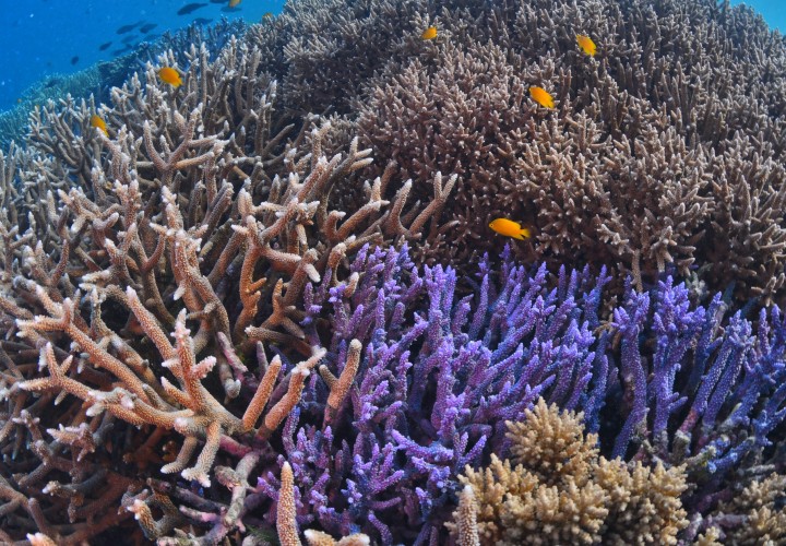 cruise whitsundays coral teqld