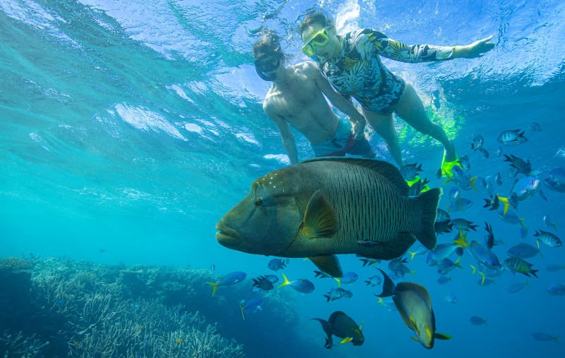snorkelling whitsundays teqld